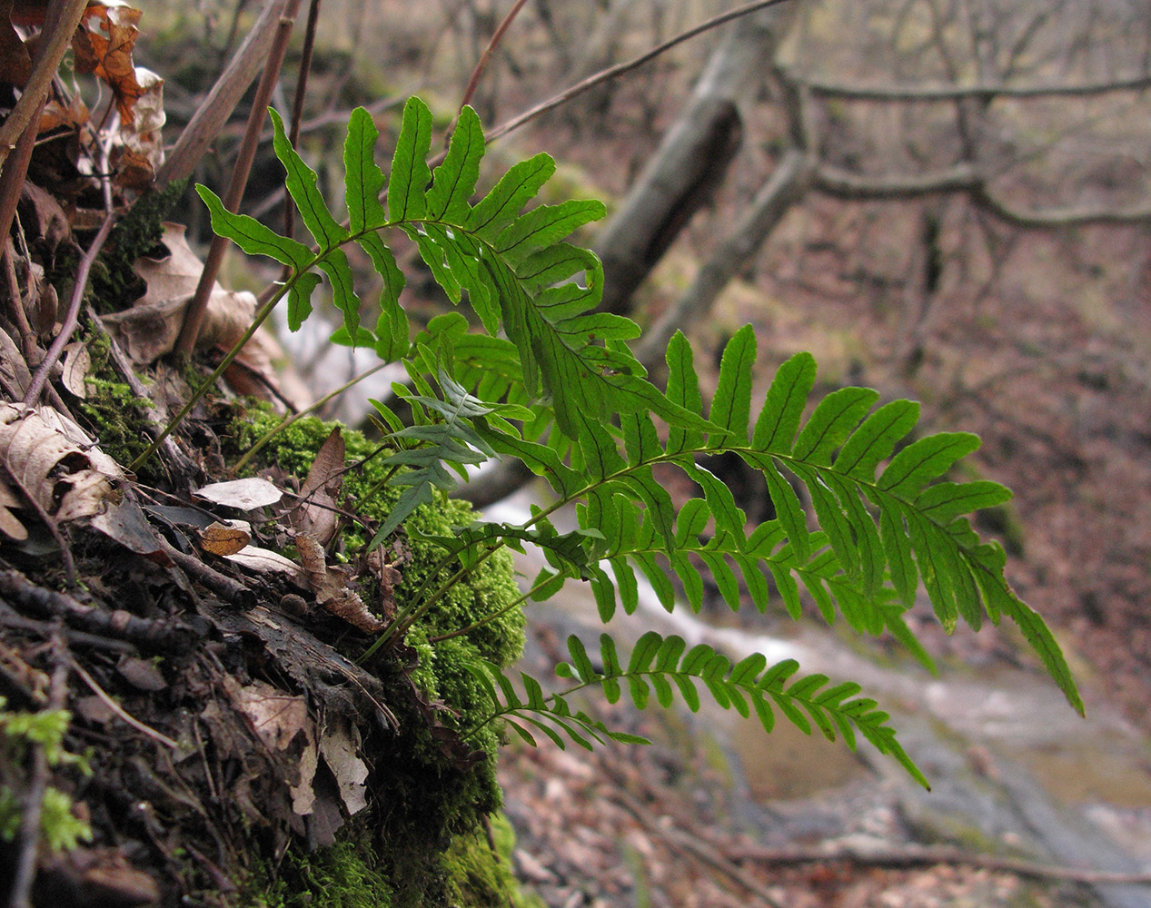 Image of Polypodium vulgare specimen.