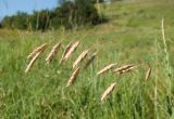 Bromus squarrosus