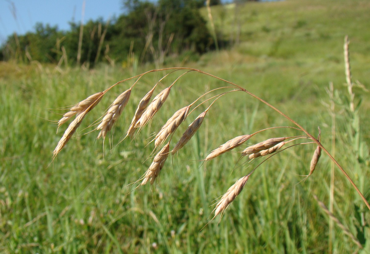 Изображение особи Bromus squarrosus.