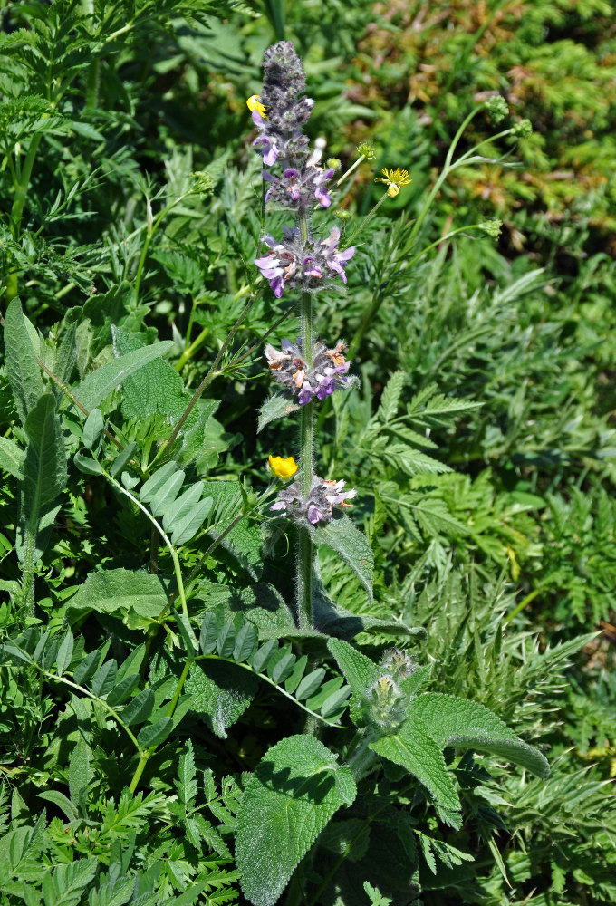 Image of Stachys balansae specimen.