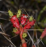 Cylindropuntia leptocaulis