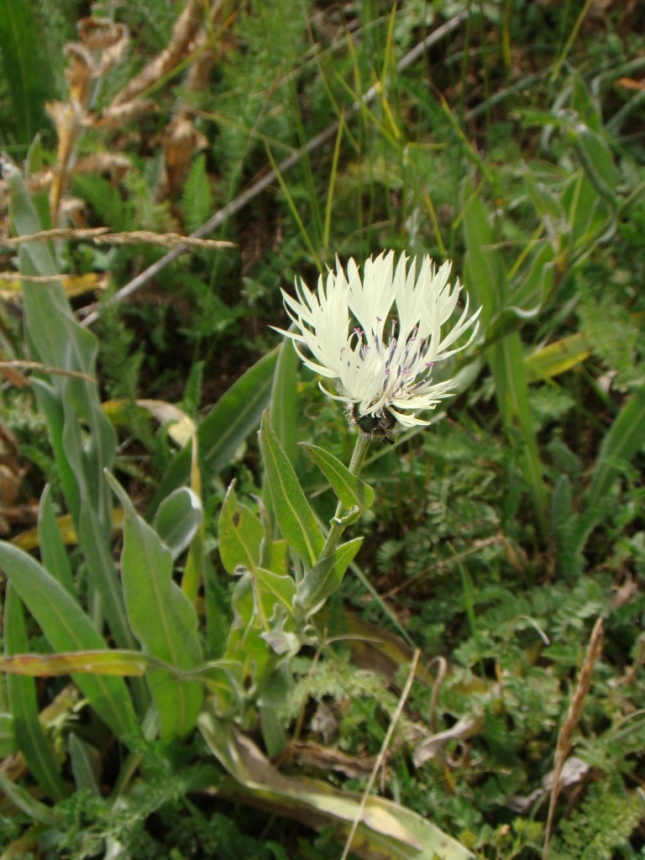 Изображение особи Centaurea cheiranthifolia.