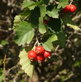 Crataegus submollis