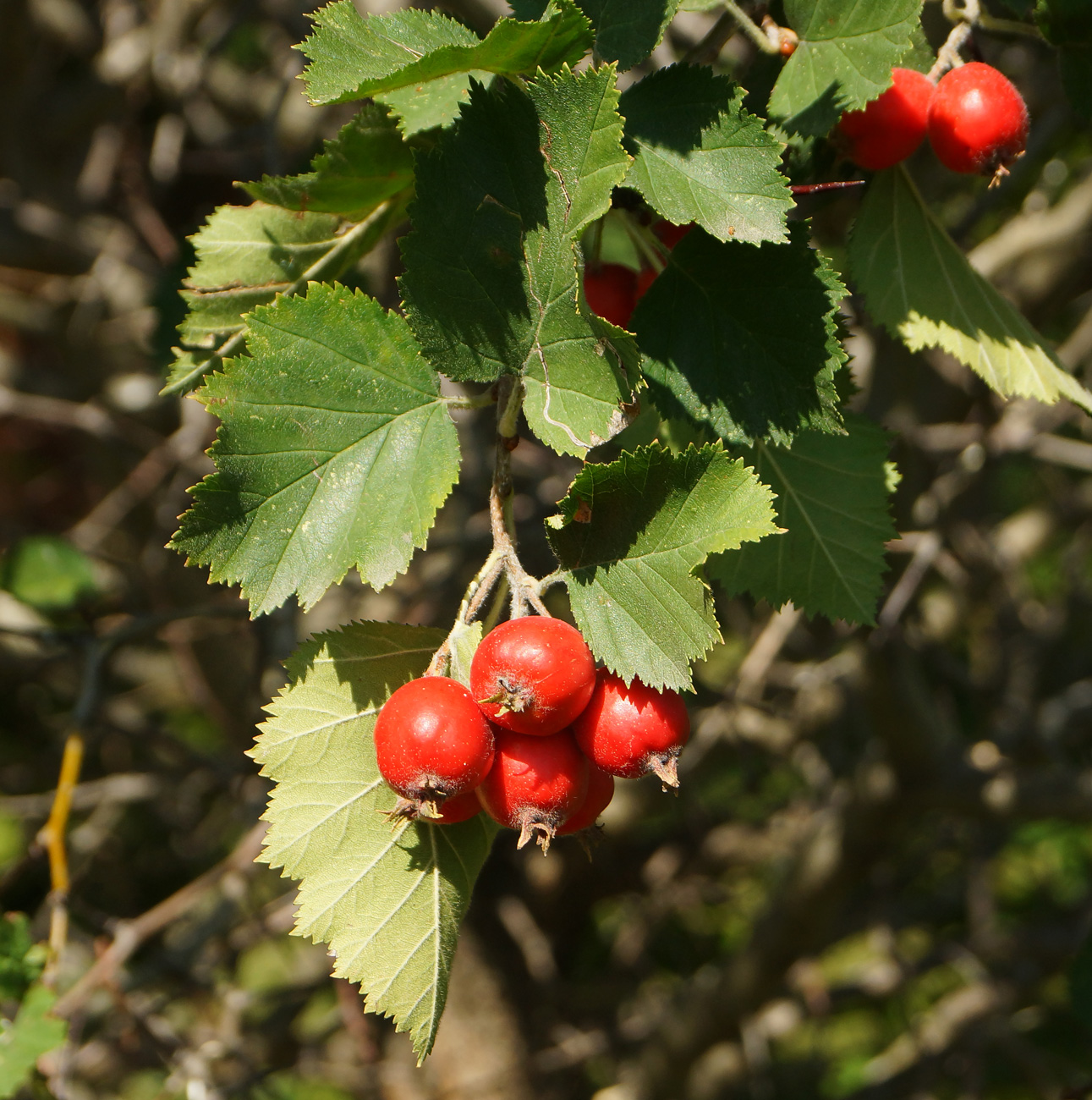 Image of Crataegus submollis specimen.