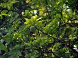 Poncirus trifoliata. Верхушка ветви с незрелым плодом. Абхазия, Гудаутский р-н, Новый Афон, заросли кустарников у дороги. 18.07.2017.