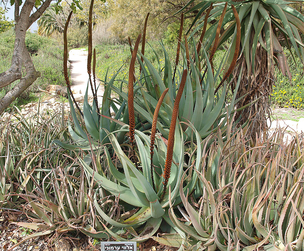 Изображение особи Aloe castanea.