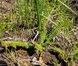 Filipendula vulgaris. Розетка прикорневых листьев. Чувашия, окр. г. Шумерля, Кумашкинский заказник, Соколова поляна. 30 апреля 2008 г.