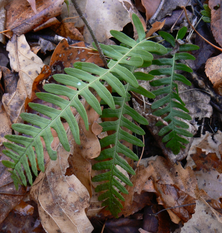 Изображение особи Polypodium sibiricum.