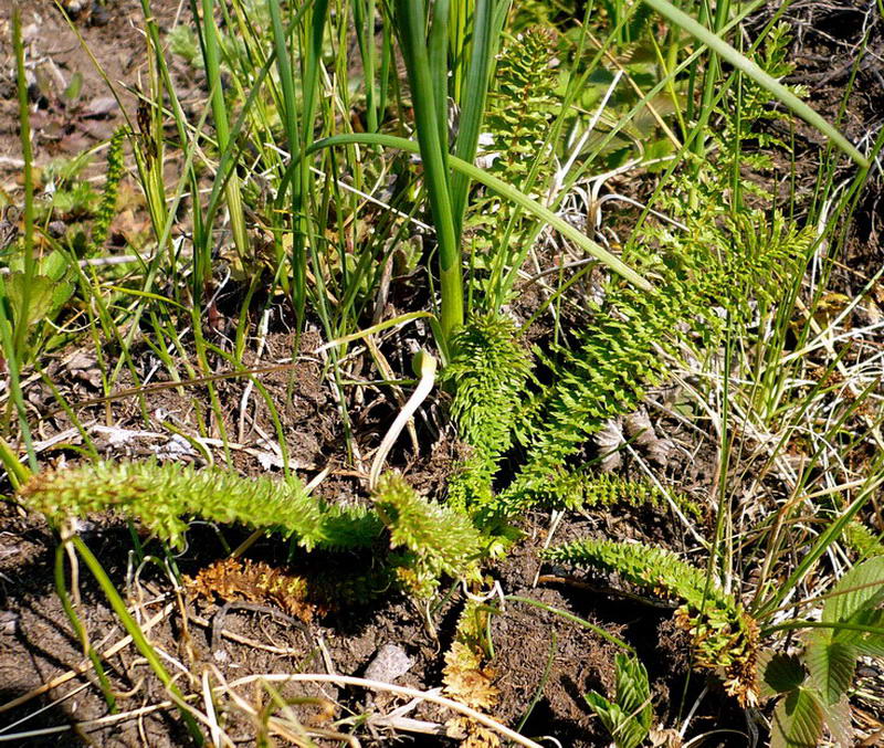 Image of Filipendula vulgaris specimen.