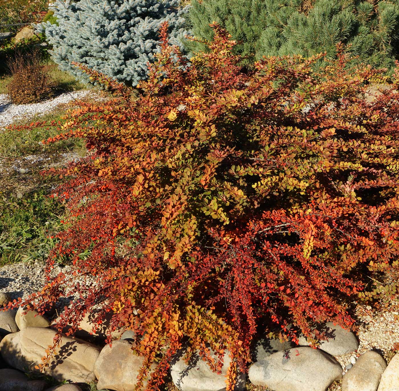 Изображение особи Berberis thunbergii.