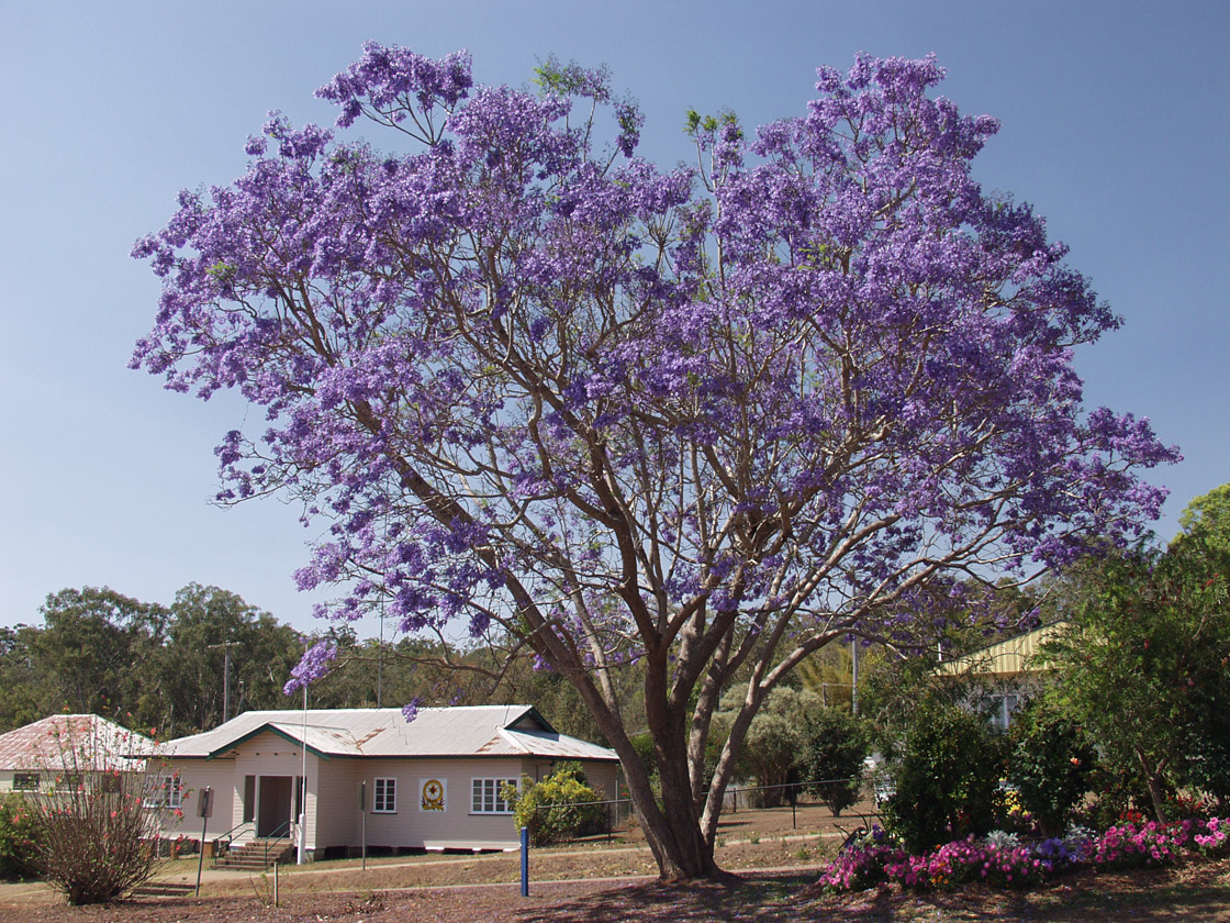 Image of Jacaranda mimosifolia specimen.