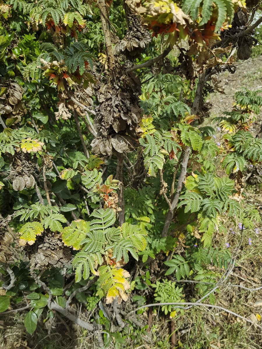 Изображение особи Melianthus comosus.