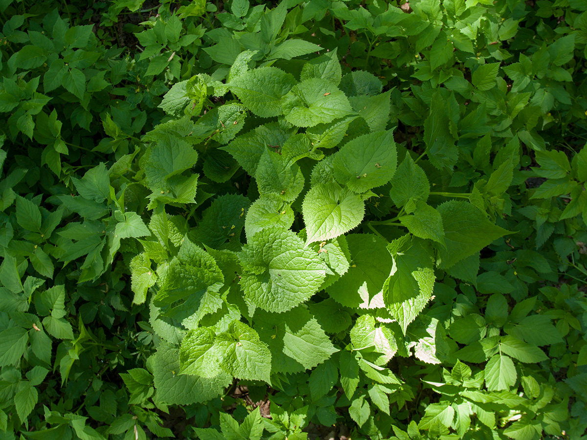 Image of Lunaria rediviva specimen.