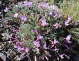 Astragalus arcanus