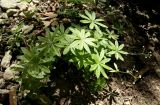 Galium odoratum. Плодоносящее растение. Крым, зап. склон Долгоруковской яйлы, Малиновый ручей, буковый лес. 03.06.2018.