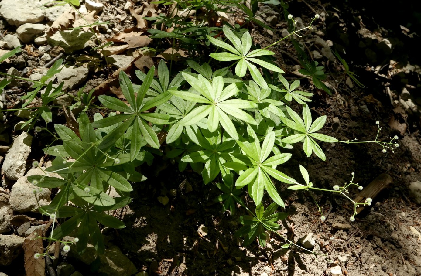 Изображение особи Galium odoratum.