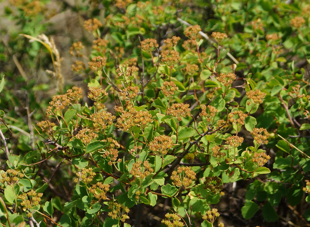 Изображение особи Spiraea trilobata.