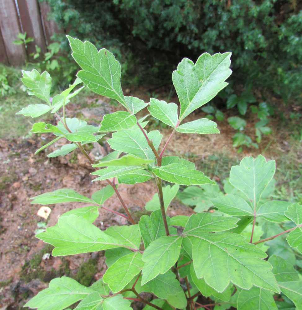 Image of Rhus aromatica specimen.