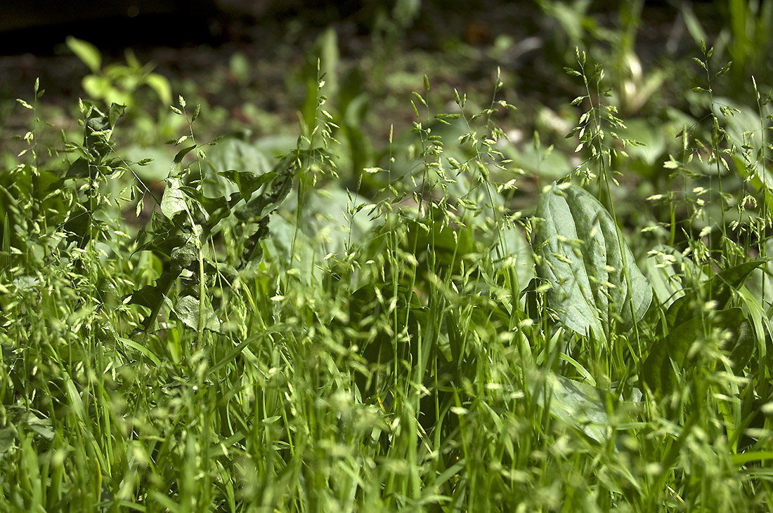 Image of Poa annua specimen.