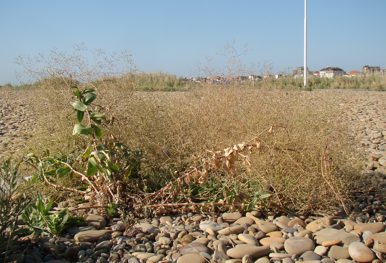 Image of Gypsophila perfoliata specimen.