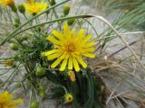 Hieracium umbellatum разновидность dunale. Соцветие. Калининградская обл., г. Балтийск, городской пляж. 11 августа 2018 г.