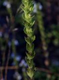genus Euphrasia. Нижняя часть соцветия с завязавшимися плодами. Кировская обл. Верхнекамский р-н, окр. пос. Тупрунка, разнотравный луг вдоль старой вырубки. 25.08.2018.