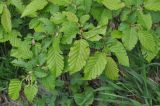 genus Carpinus. Часть ветви. Грузия, Боржоми-Харагаульский национальный парк, маршрут №1; гребень горного отрога, ≈ 1750 м н.у.м, смешанный лес. 26.05.2018.