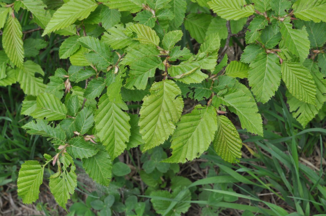 Изображение особи род Carpinus.
