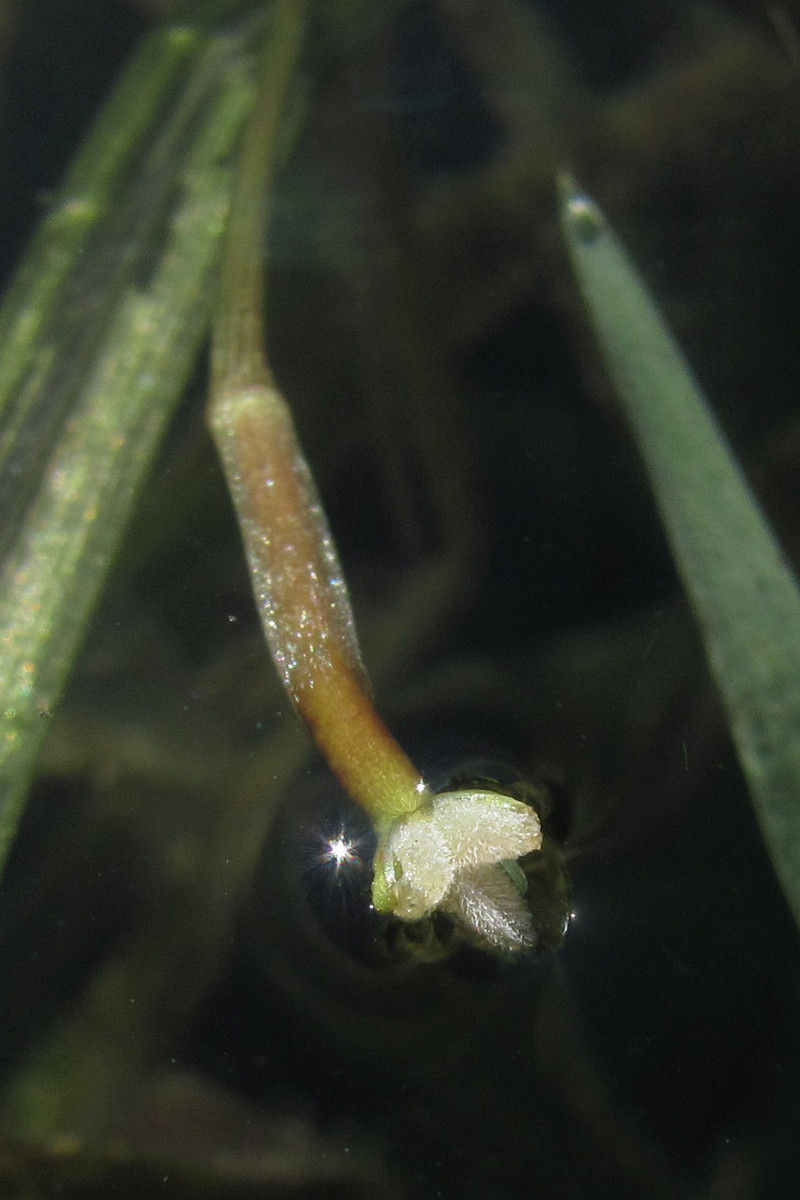 Изображение особи Vallisneria spiralis.