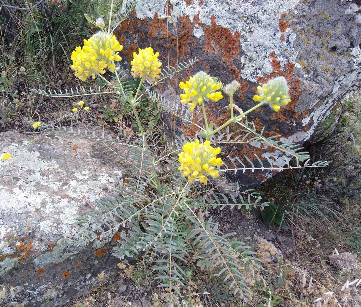 Image of Astragalus finitimus specimen.