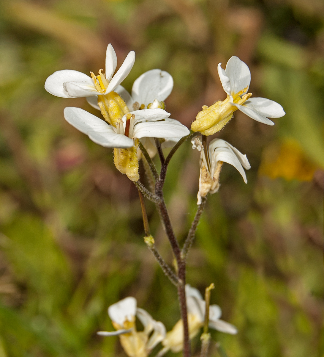 Изображение особи Arabis caucasica.