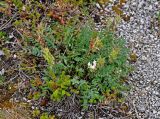 Oxytropis sordida
