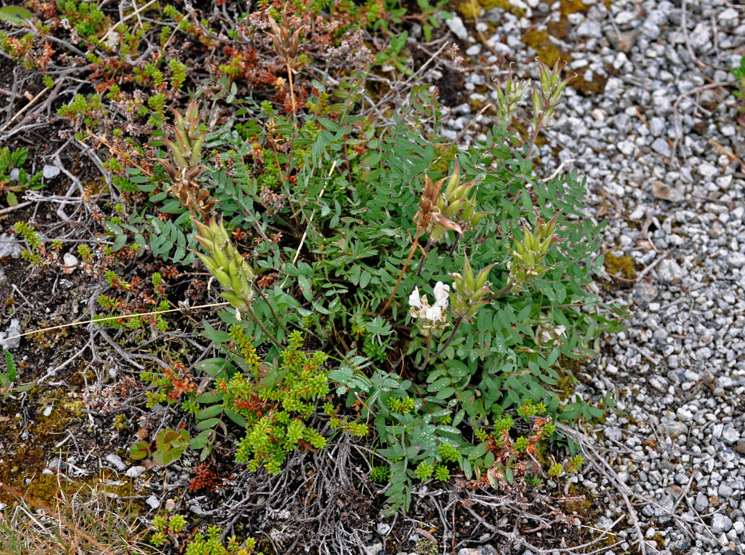 Изображение особи Oxytropis sordida.