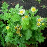 Pyrethrum parthenium