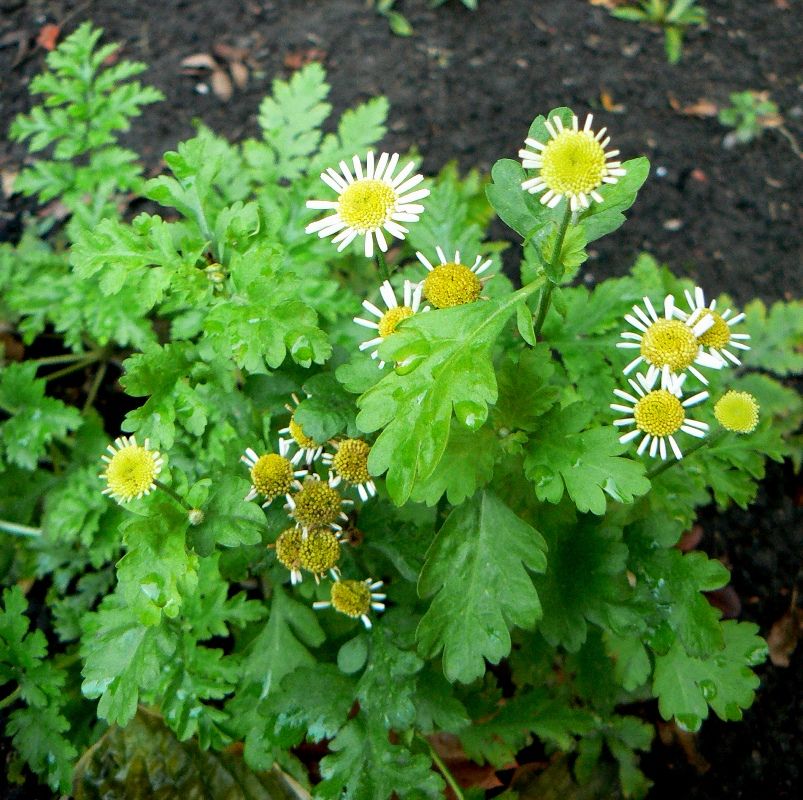 Изображение особи Pyrethrum parthenium.