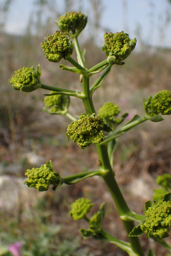 Изображение особи Opopanax hispidus.