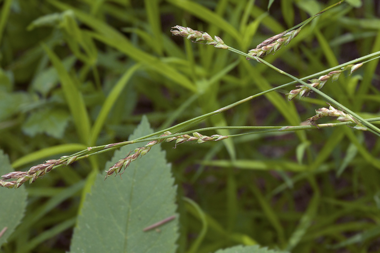 Изображение особи Carex digitata.