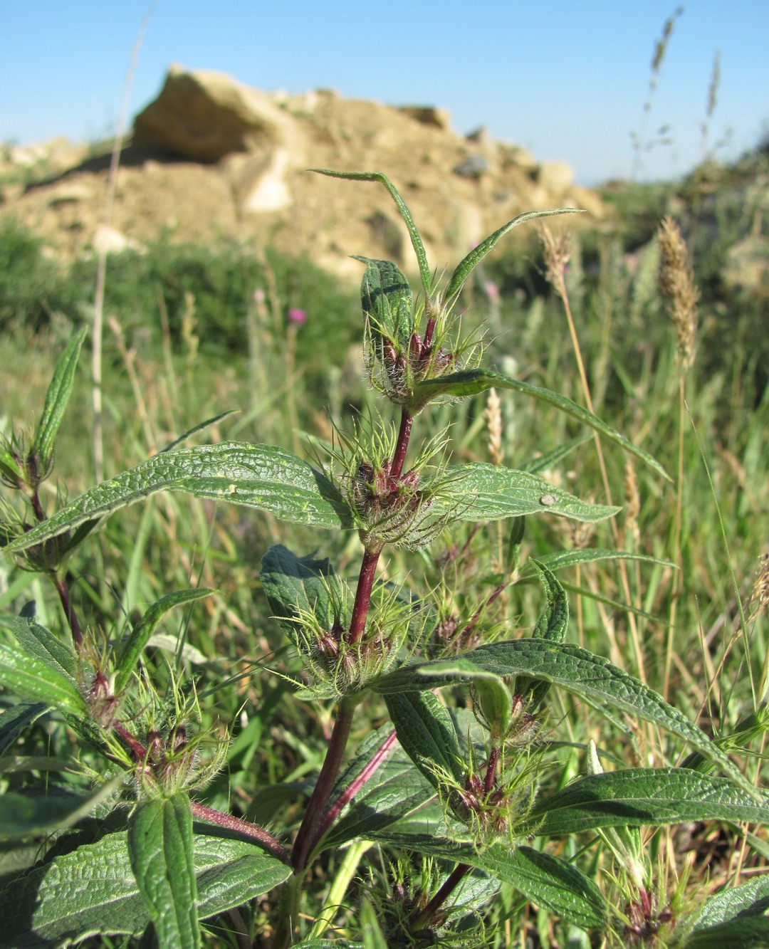 Image of Phlomis pungens specimen.