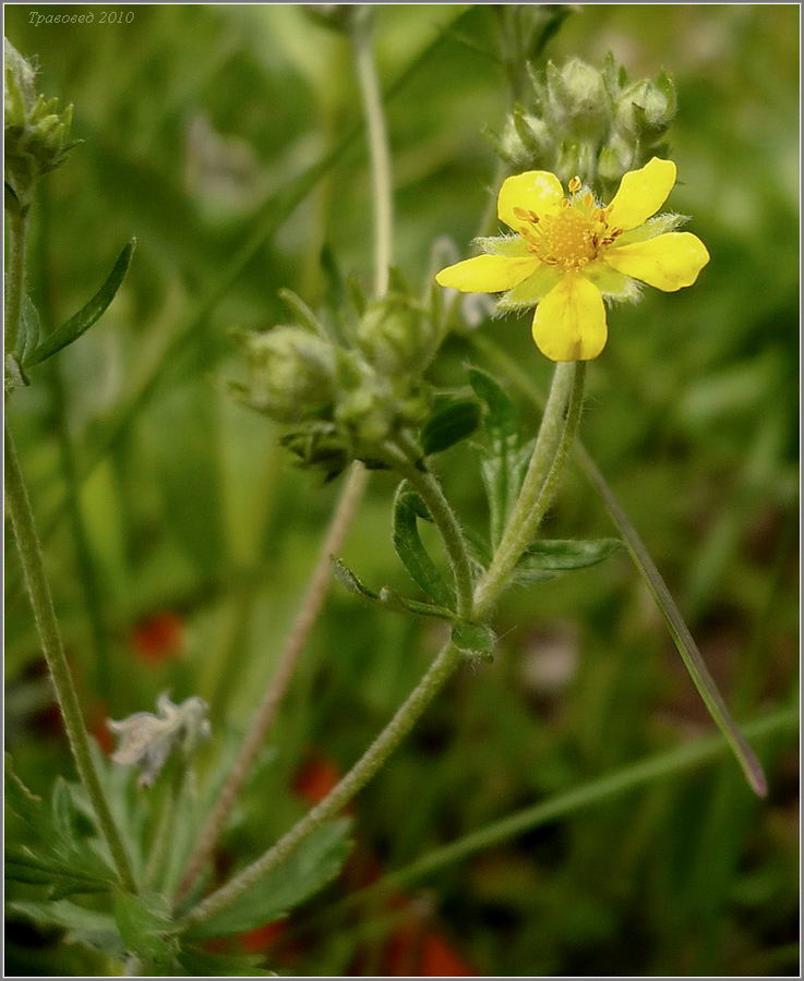 Изображение особи Potentilla argentea.