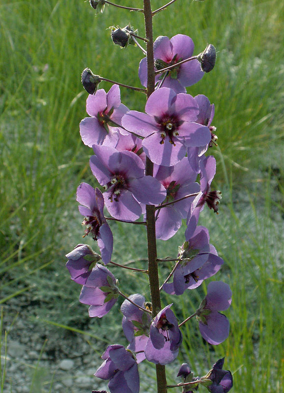 Image of Verbascum phoeniceum specimen.