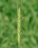 Hordeum spontaneum