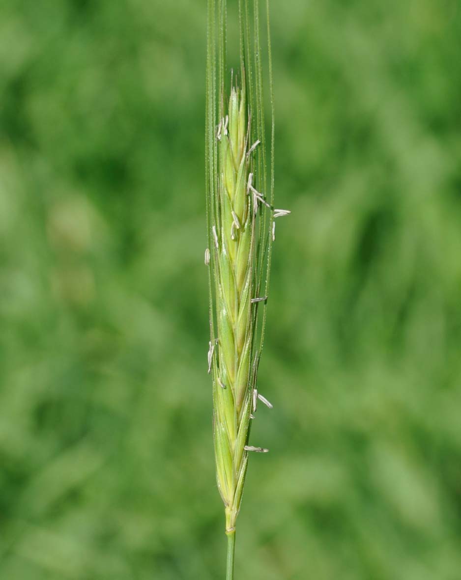 Image of Hordeum spontaneum specimen.