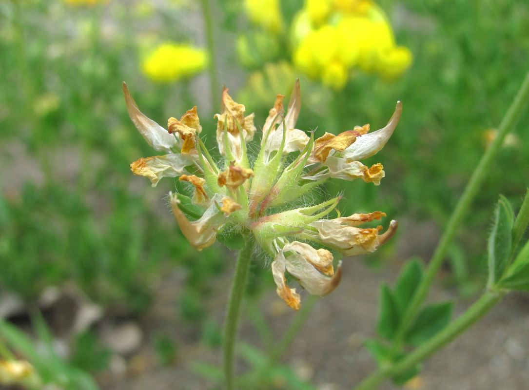 Image of Lotus caucasicus specimen.