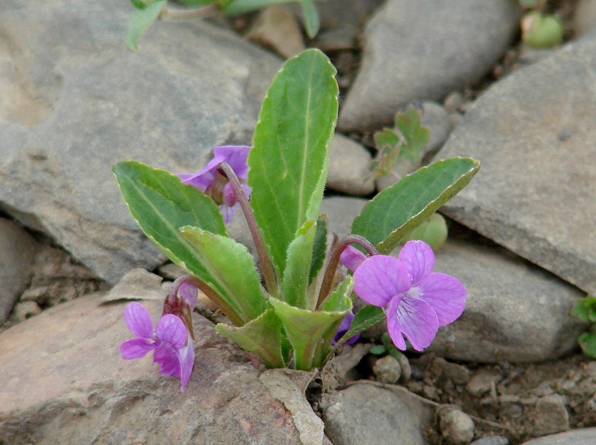 Изображение особи Viola gmeliniana.