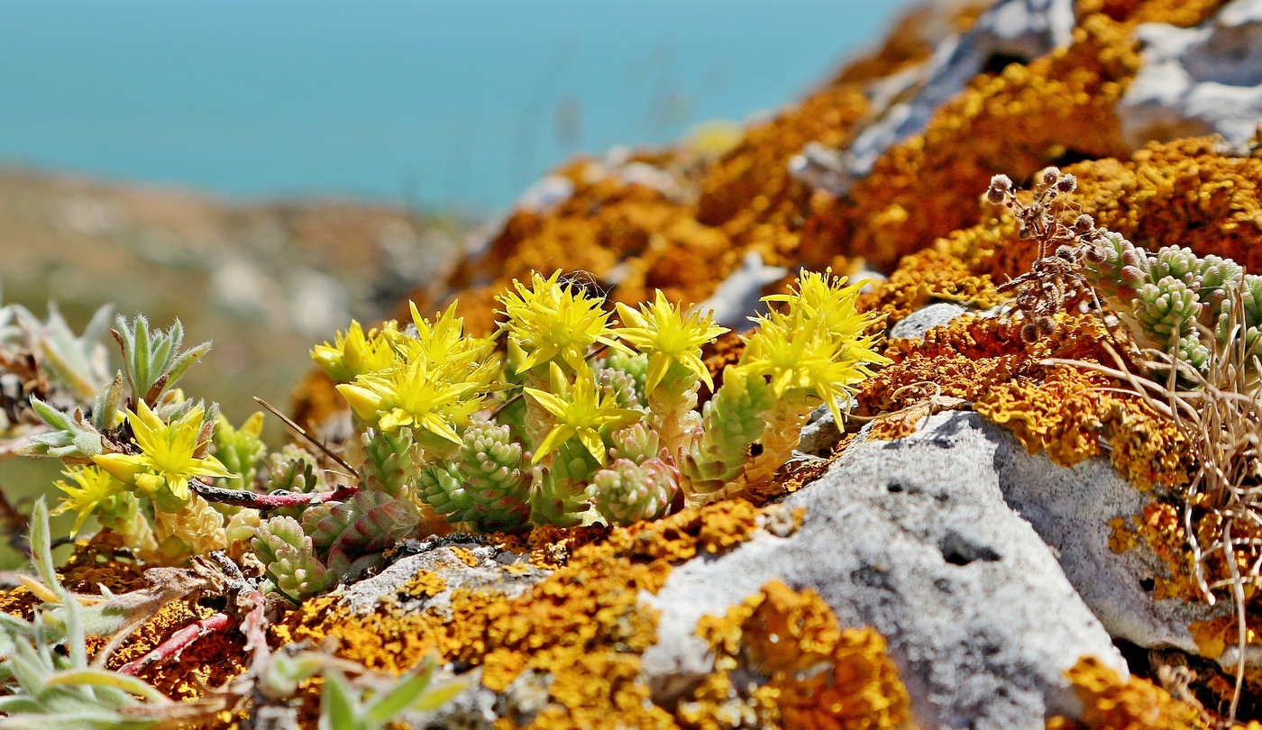 Image of Sedum acre specimen.