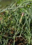 genus Dianthus