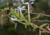 Plumbago zeylanica