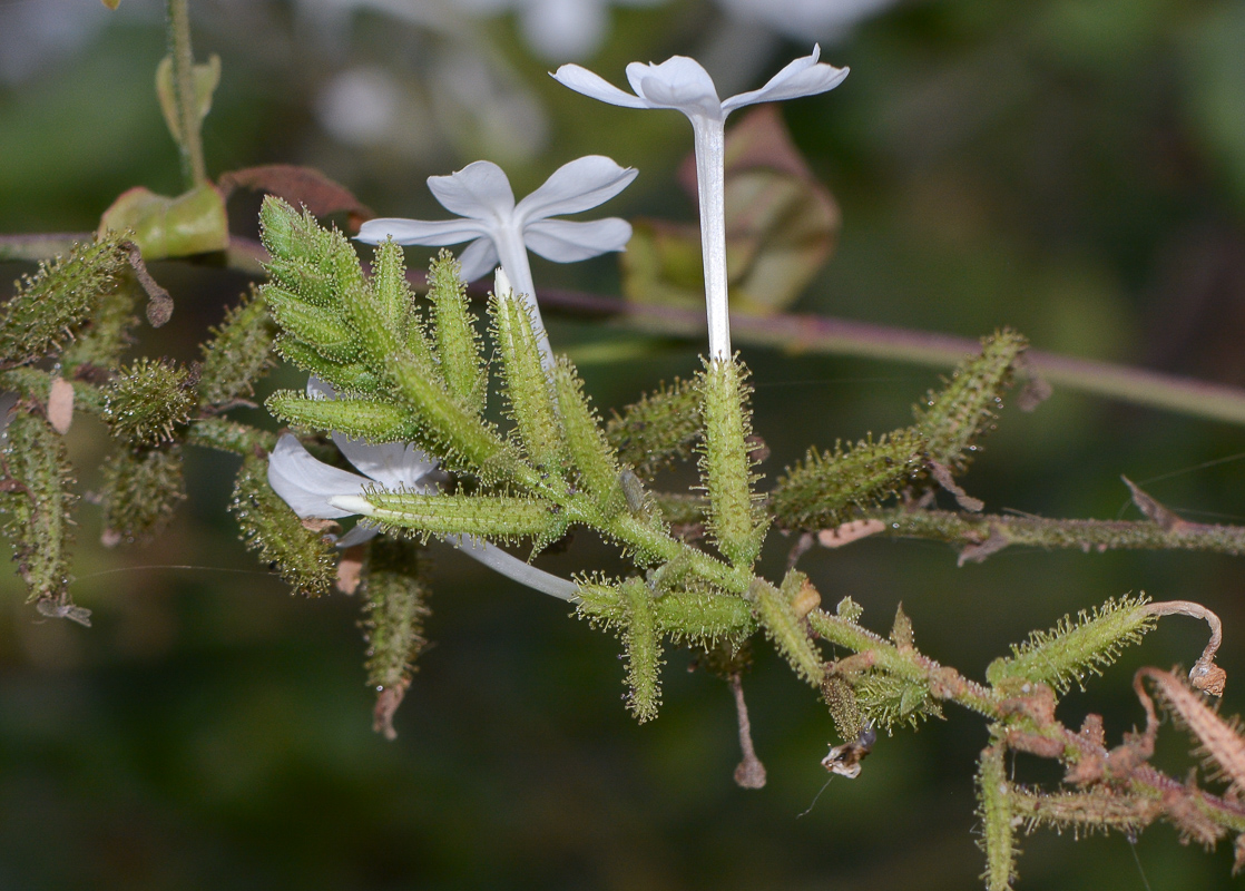 Изображение особи Plumbago zeylanica.