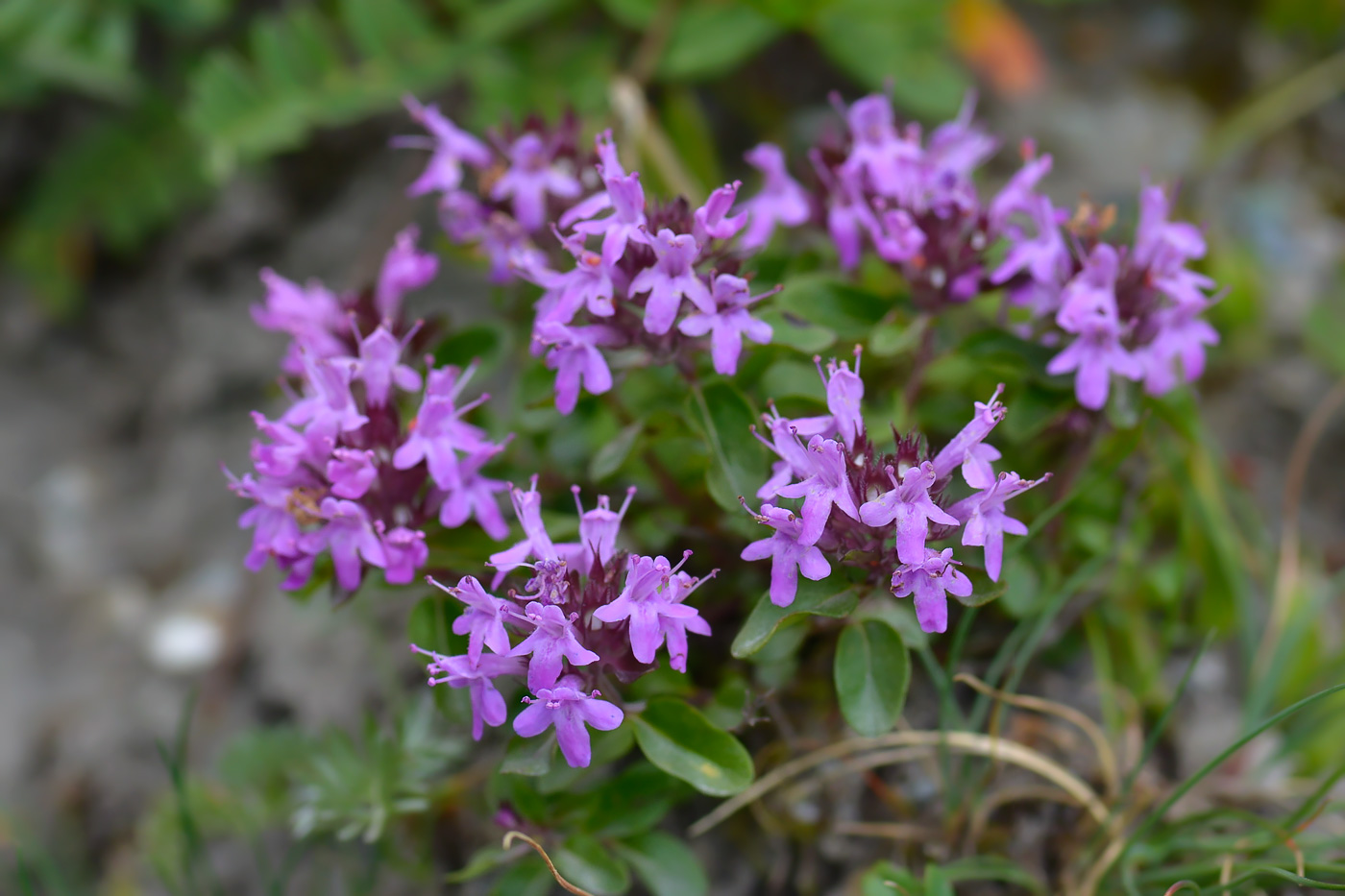 Изображение особи род Thymus.