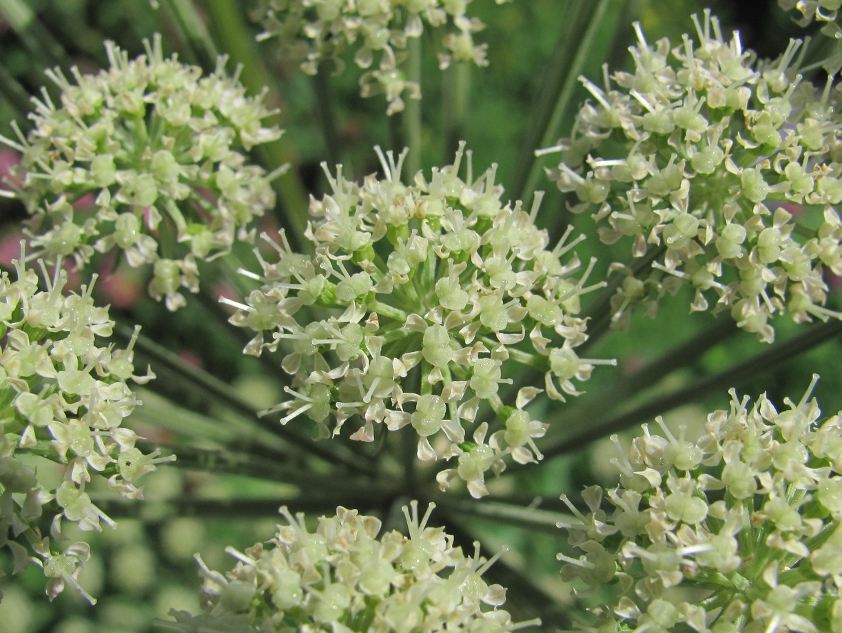 Image of Angelica sylvestris specimen.